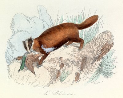 Illustration from the Book 