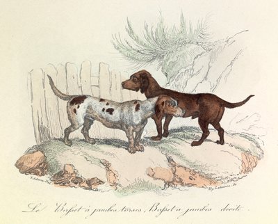 Illustration from the Book 