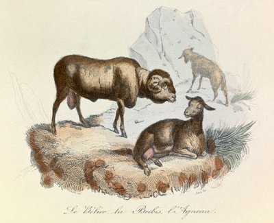 Illustration from the Book Complete Works of Buffon: The Animals: The Ram, the Ewe and the Lamb (engraving) by Unknown artist