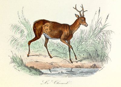 Illustration from the Book 