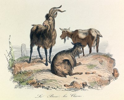 Illustration from the Book 