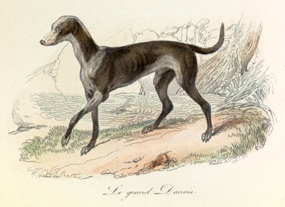 Illustration from the Book 
