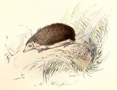 Illustration from the Book 