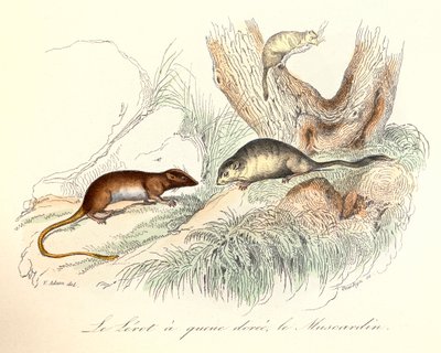 Illustration from the Book 