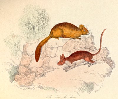 Illustration from the Book 