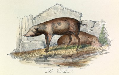 Illustration from the Book 