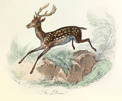 Illustration from the Book 