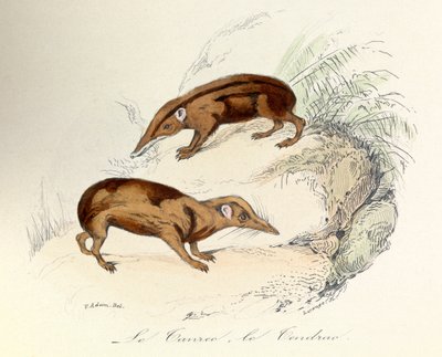 Illustration from the book 