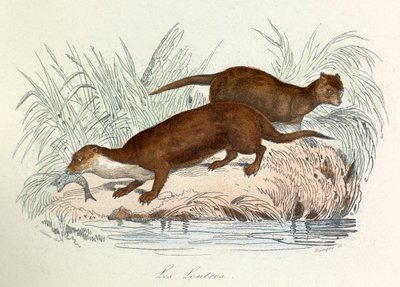 Illustration from the book 