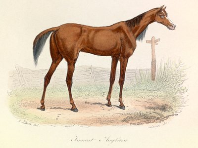 Illustration from the Book 