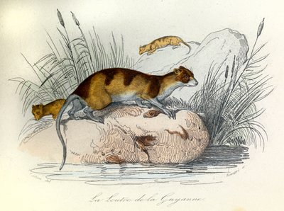 Illustration from the Book 