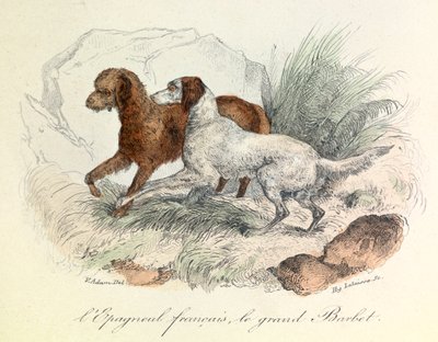Illustration of French Spaniel and Great Barbet with Linnean nomenclature and Cuvier