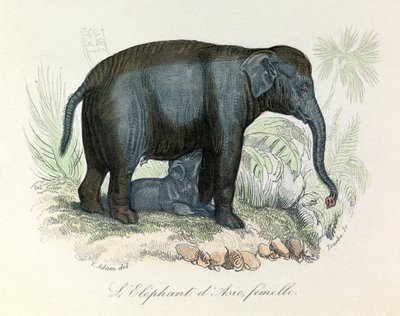 Illustration of an Asian Female Elephant from Buffon