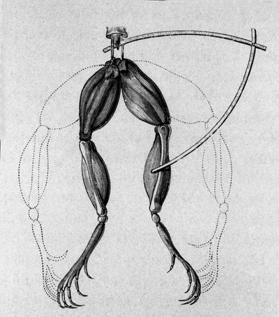 Illustration of experiments by Luigi Galvani explaining the passage of electric current moving the legs of a frog by Unknown artist
