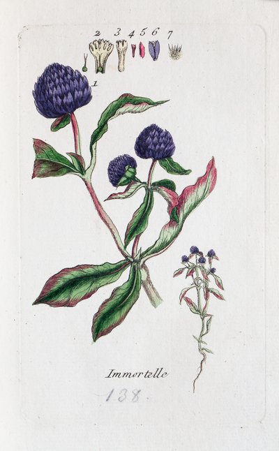 Immortelle (Amarantine, Gomphrena globose) by Unknown artist
