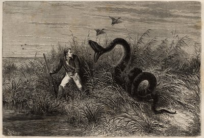Incident during a duck hunt in the marshes of Pointe aux Moustiques or Pointe Macouria (French Guiana), attack of a boa on the hunter on the lookout. Engraving to illustrate the voyage in French Guiana in 1862-1863, by Frederic Bouyer, captain of frigate by Unknown artist