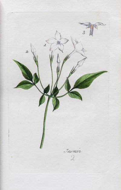 Jasmine by Unknown artist