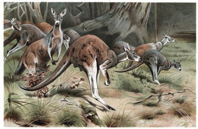 Kangaroo - Engraving from 