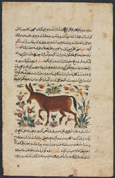 Khar (Ass), from a Nuzhat-nama-yi ala