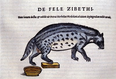 The civet from Historiae Animalium by Conrad Gesner (1516 - 1565), Tiguri by Unknown artist