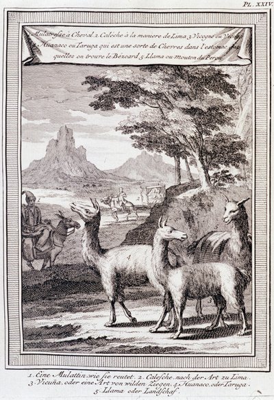 Llamas of Peru - in “Historical Journey of South America done by Order of the King of Spain by Don George Juan and Don Antoine de Ulloa”, T.1, at C.A. Jombert, Librairie du Roi, Paris by Unknown artist