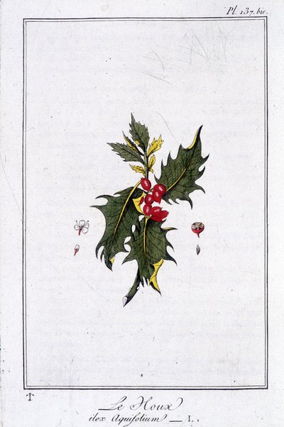 The Holly (Ilex Aquifolium) - in 
