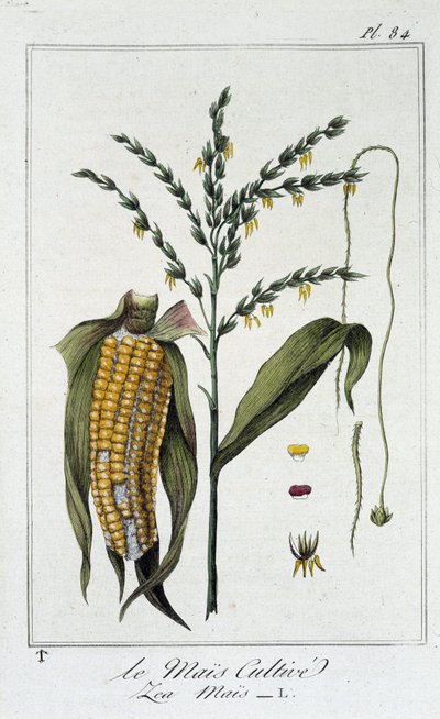 Cultivated Corn (Les Mais) - in 
