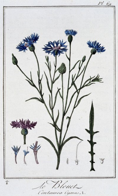 The Cornflower (Centaurea Cyanus) - in 