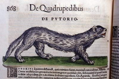 Le fertois - in Historia Animalium by Conrad Gesner by Unknown artist