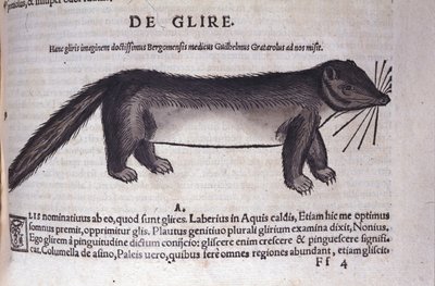 The dormouse from Historiae Animalium by Conrad Gesner (1516 - 1565), Tiguri by Unknown artist