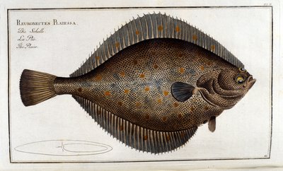 The turbot or Pleuronectes Platessa after Marc Elieser Bloch Ichtyologie Paris - Berlin - London 1787 by Unknown artist