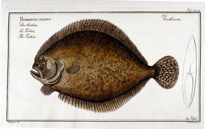 The turbot or Pleuronectes maximus after Marc Elieser Bloch Ichthyology Paris - Berlin - London 1787 by Unknown artist