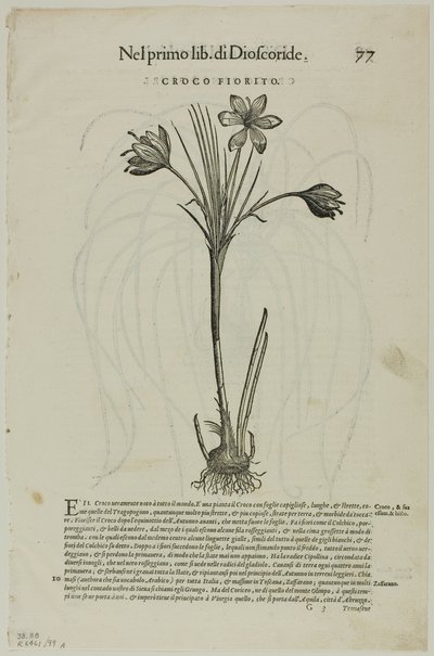 Leaf from Discorsi by Petrus Andreas Matthiolus, Plate 99 from Woodcuts from Books of the XVI Century by Unknown artist