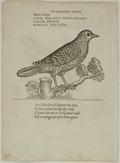 Leaf from Portraits of Birds, plate 70 from Woodcuts from Books of the 16th Century by Unknown artist