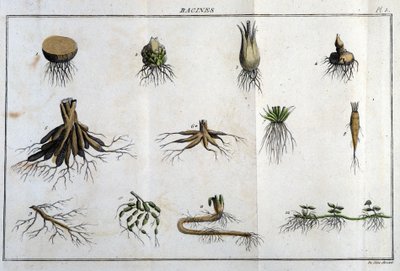 Les Roots: in “Flora Françoise, or a brief description of all the plants that grow naturally in France, arranged according to a new method of analysis to which we attach the quotation of their least equivocal virtues in medicine and their usefulness in the by Unknown artist