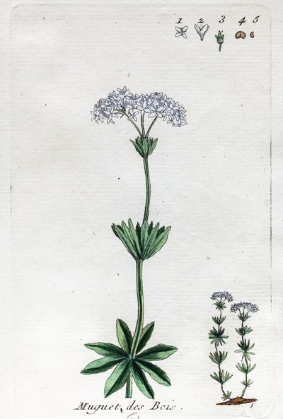 Lily of the Valley or Sweet Woodruff by Unknown artist