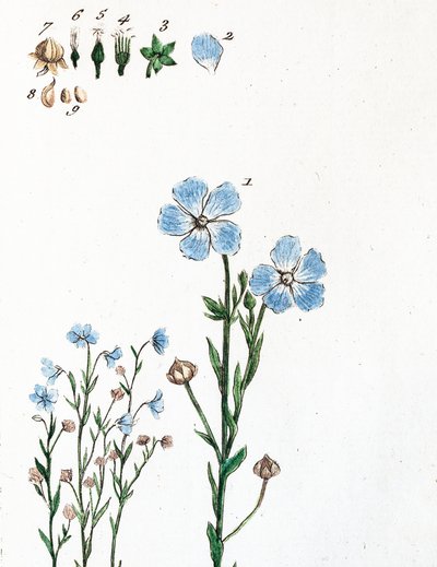 Linen by Unknown artist