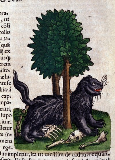 Lion in Historia Animalium by Conrad Gesner (1516-1565), Tiguri by Unknown artist