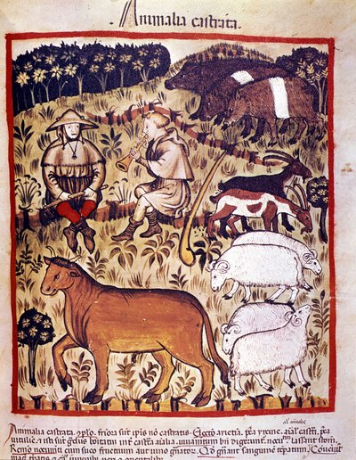 Livestock, sheep, goats and pigs. Illumination from 
