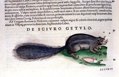 The squirrel in Historia Animalium by Conrad Gesner (1516 - 1565), Tiguri by Unknown artist