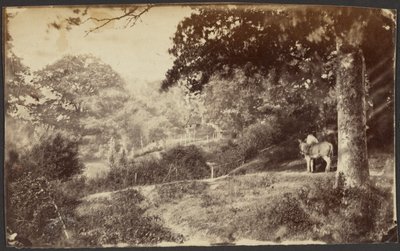 Man with a Mule by a Tree by Unknown artist