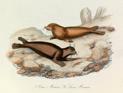 Marine Bear and Lion Classified by Linnaean Nomenclature and Cuvier
