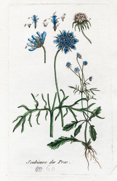 Meadow Scabious by Unknown artist