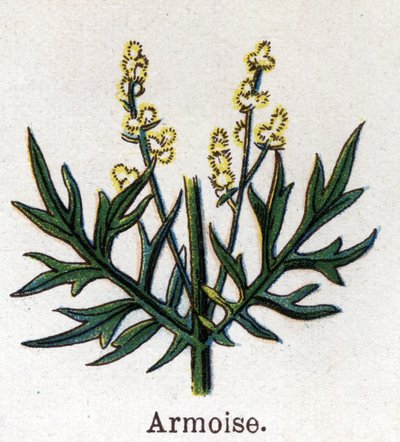 Medicinal and food botanical plants: sagebrush. Engraving in 