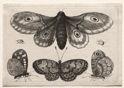 Muscarum Scarabeorum, Vermiumque Variae Figure & Formae: A Moth, Three Butterflies and Two Beetles by Unknown artist