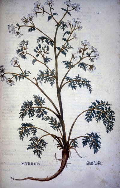 Chervil Musk - In 