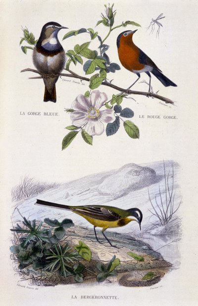 Natural History Plate: Birds: Bluethroat, Robin, and Wagtail - in 