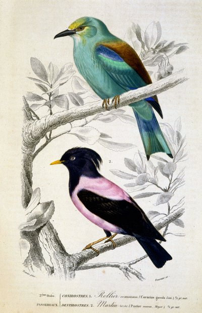 Natural History Plate: Birds: European Roller and Rose Starling - in 