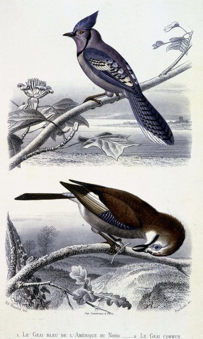 Natural History Plate: Birds: The Blue Jay of North America and the Common Jay - in 