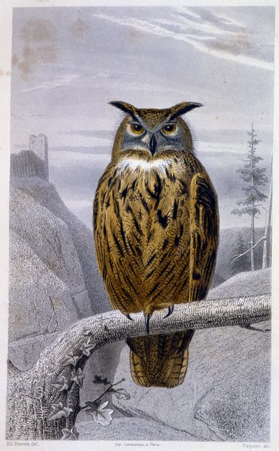 Natural History Plate: Owl: The Grand Duke - in 